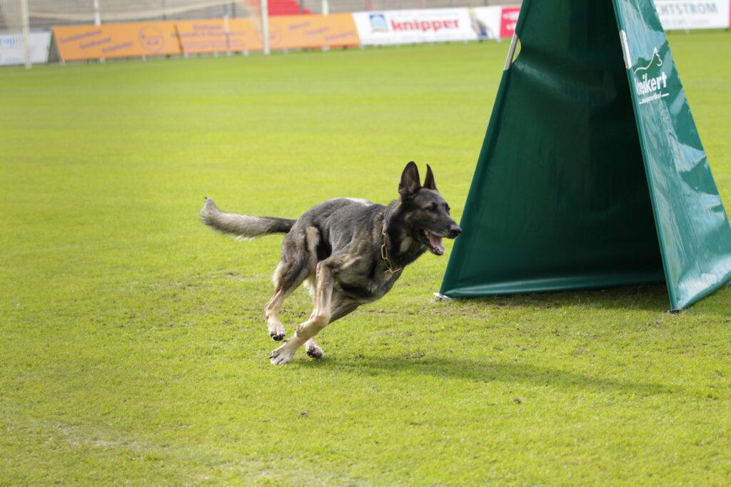 WUSV-Weltmeisterschaft IP & Agility der Deutschen Schäferhunde in Meppen WUSV-Weltmeisterschaft IP & Agility der Deutschen Schäferhunde in Meppen