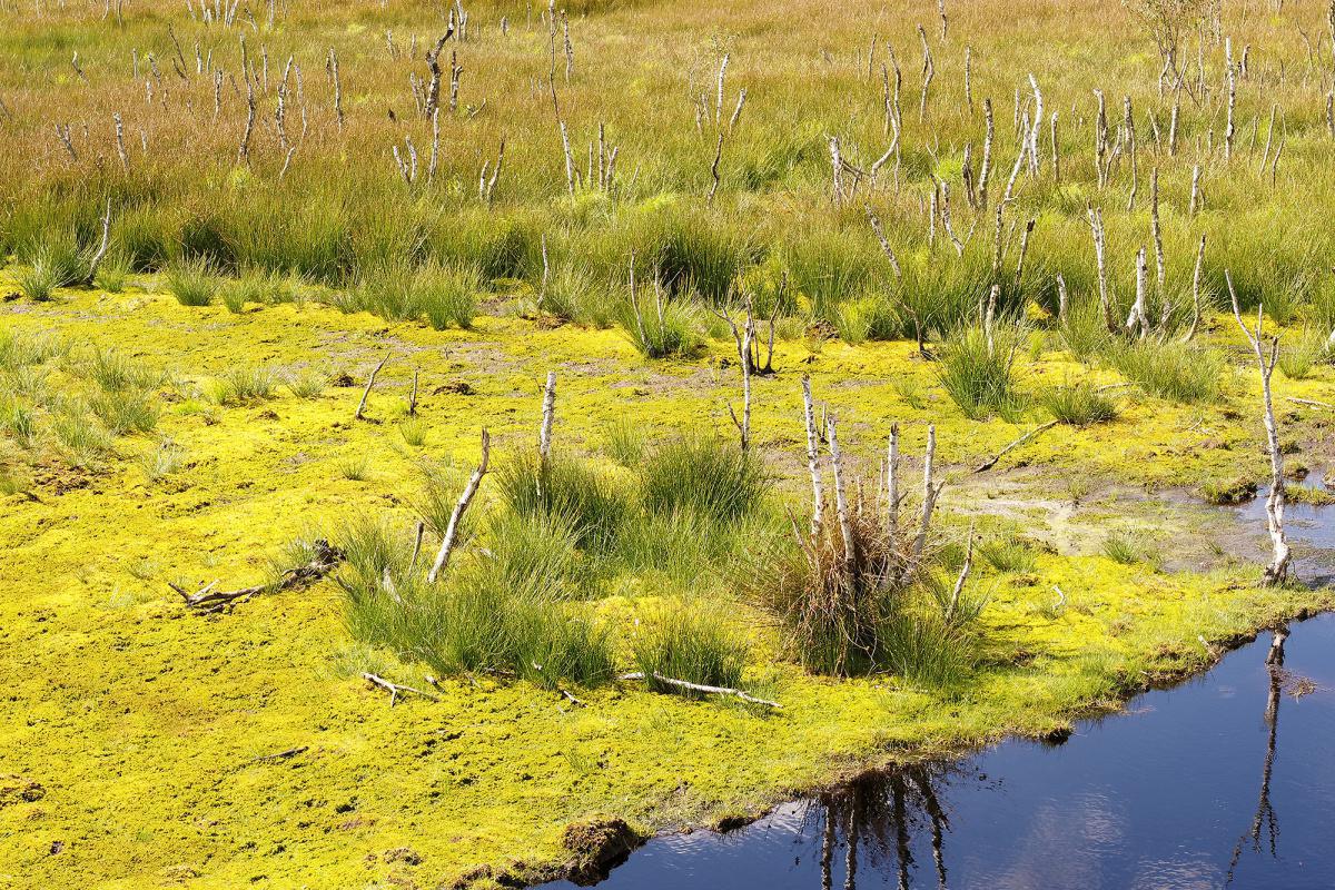 Moore im Mittelpunkt der Diskussion Moore im Mittelpunkt der Diskussion