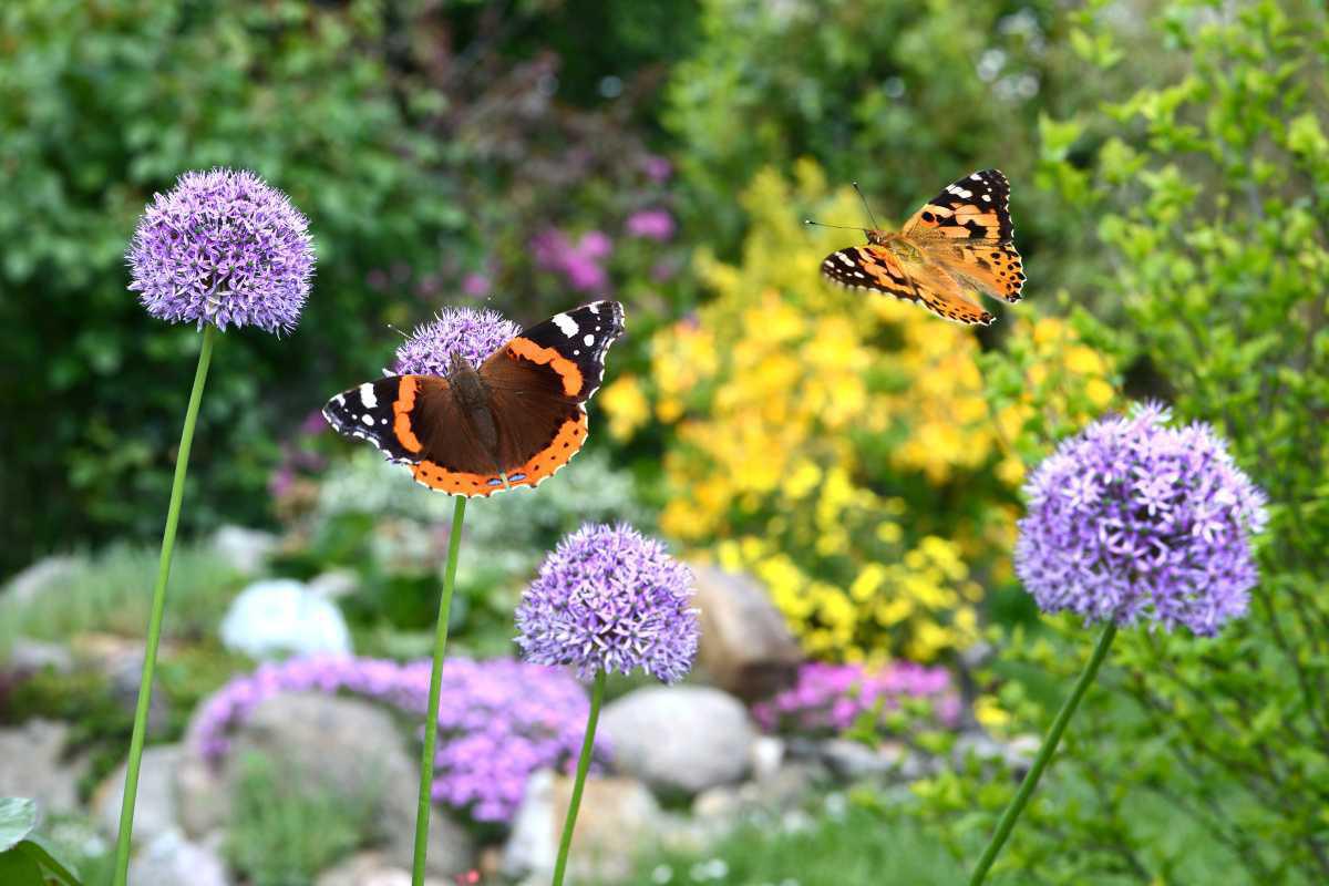 Naturgartenwettbewerb 2025: Gemeinsam für Artenvielfalt und ein gesundes Stadtklima