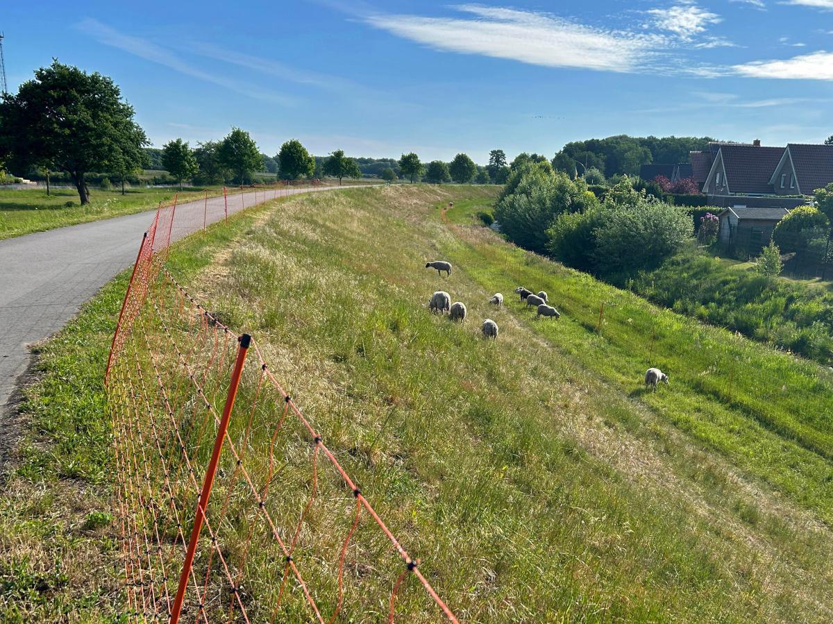 Schafe pflegen jetzt die Deiche Schafe pflegen jetzt die Deiche
