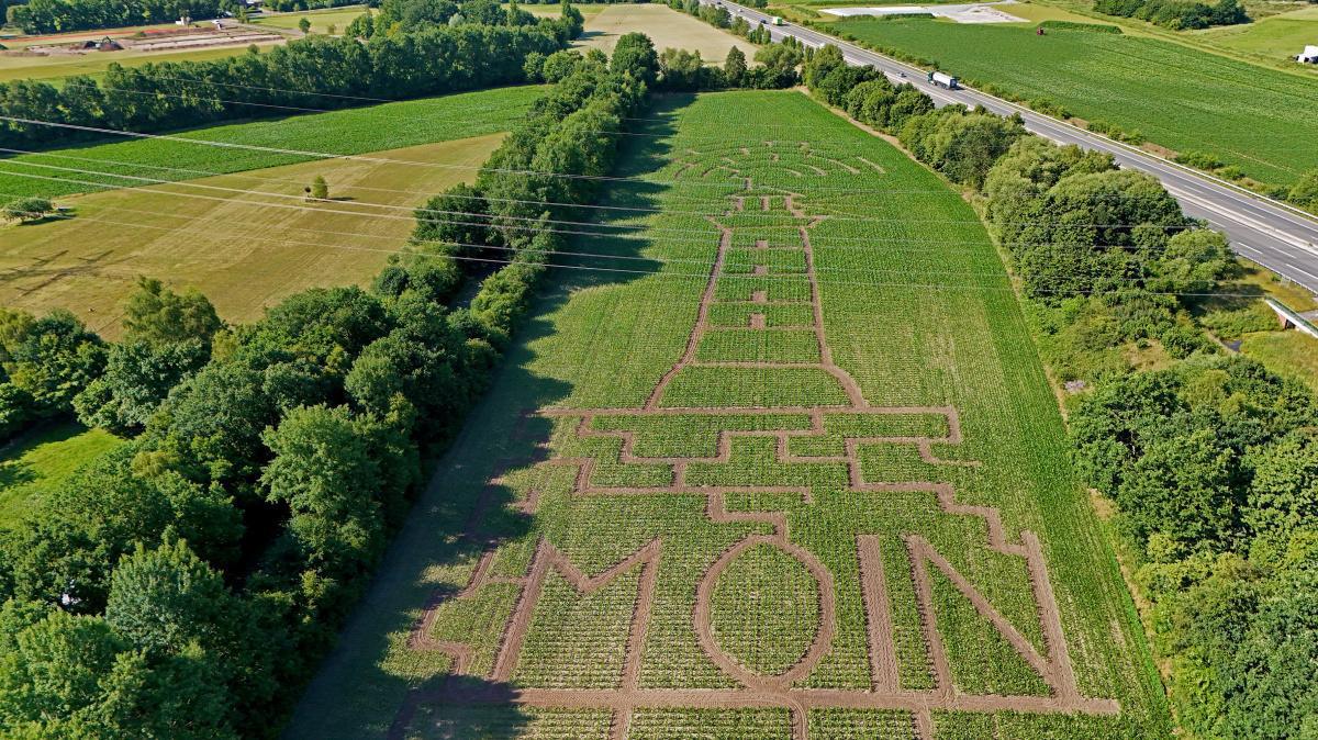 Maislabyrinth lädt zum Entdecken ein Maislabyrinth lädt zum Entdecken ein