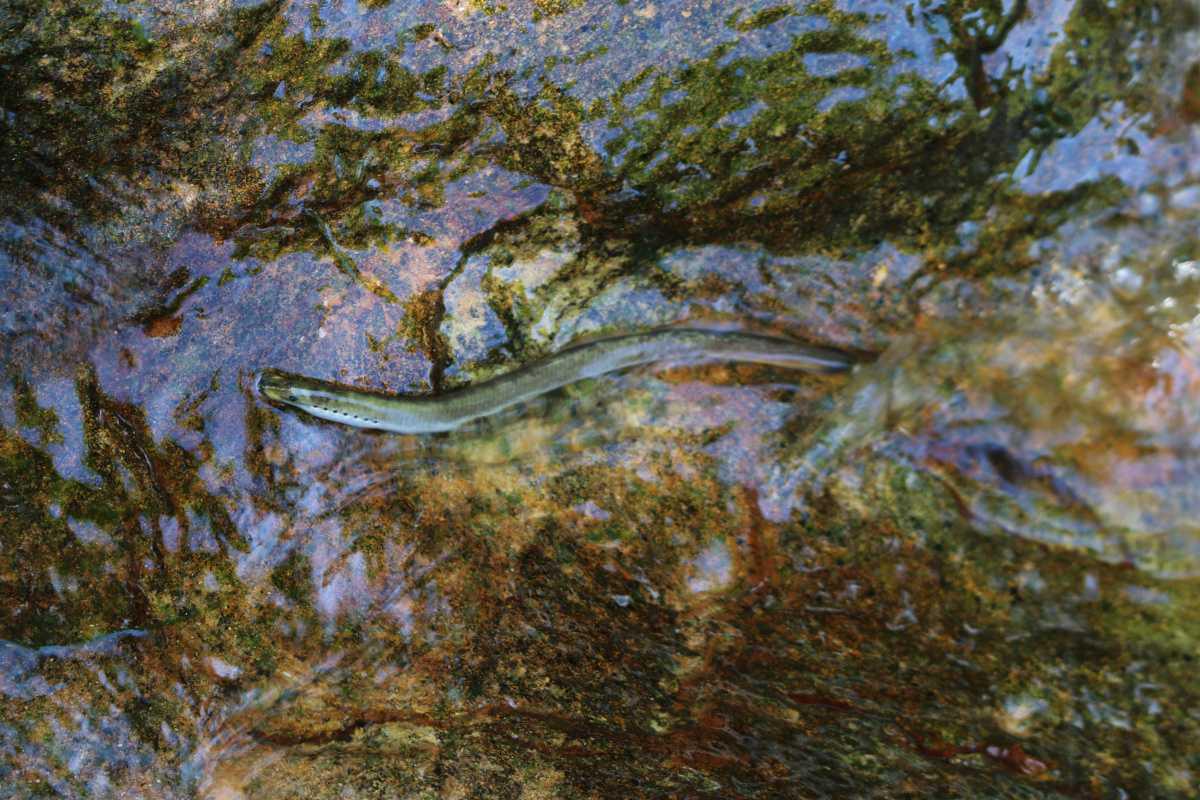 Fischfauna der Kleinstgewässer im Emsland im Fokus