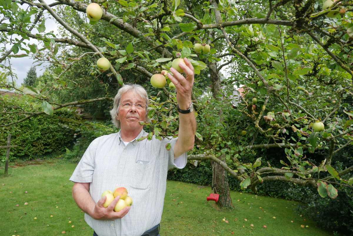 Obstretter Kollektiv sammelt überschüssiges Obst für die Tafel in Lingen