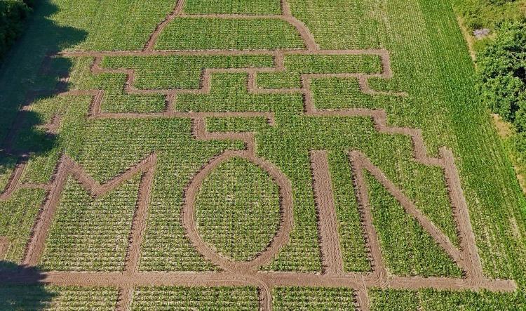Maislabyrinth lädt zum Entdecken ein
