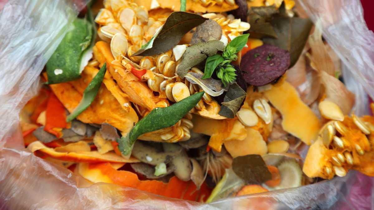 Organico - Umido Organico - Umido