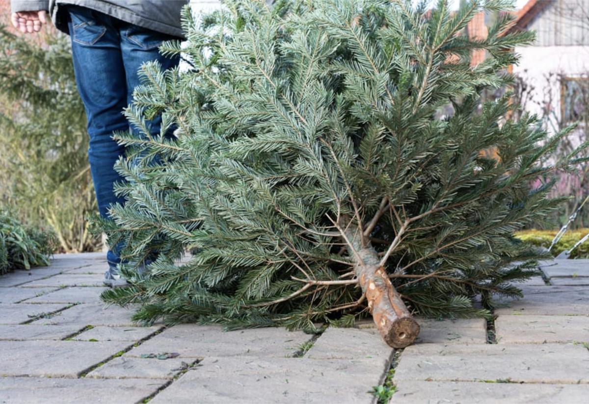 Mise à disposition d'un broyeur à végétaux : 09 au 13 février 2026 Mise à disposition d'un broyeur à végétaux : 09 au 13 février 2026