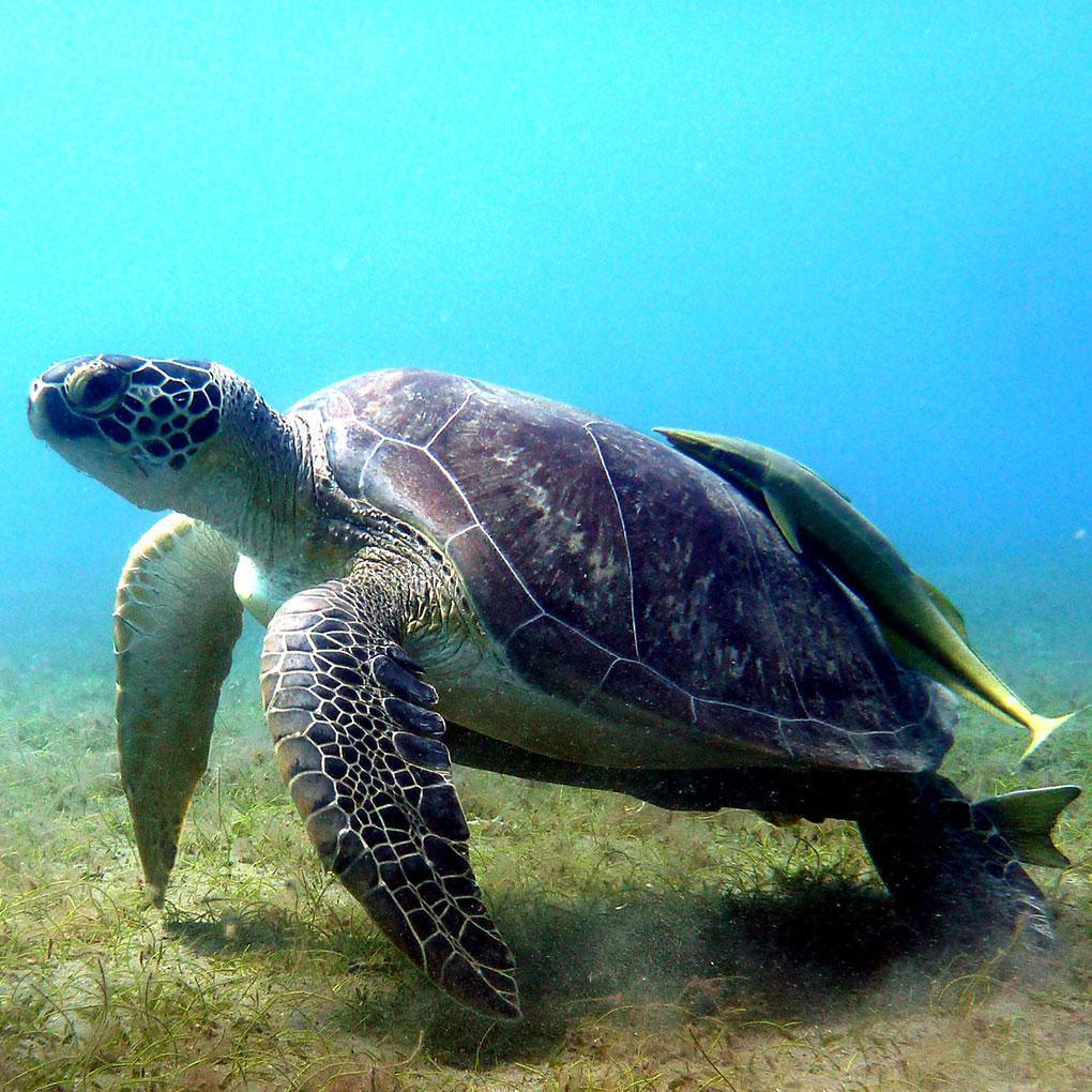Tortues vertes