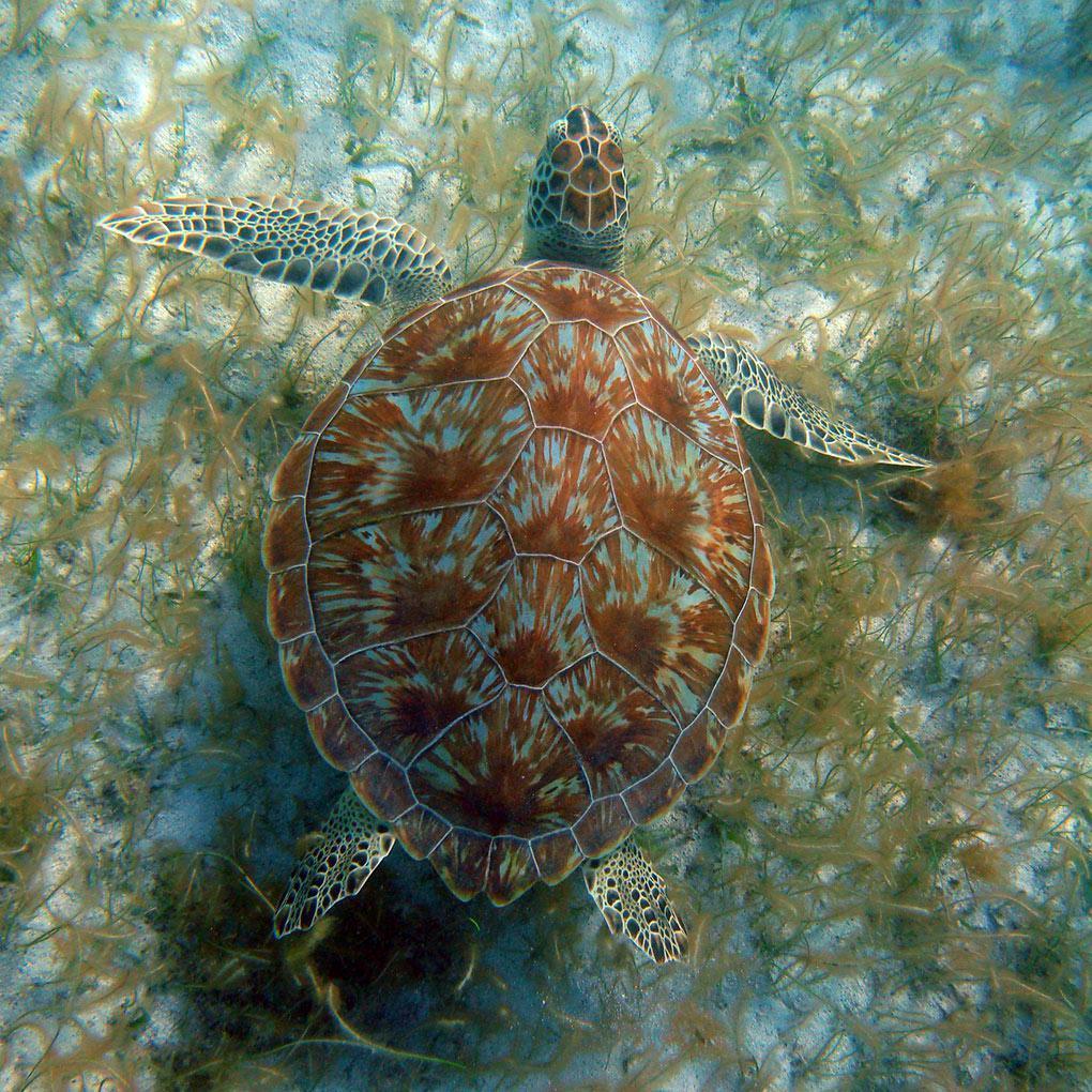 Tortues vertes