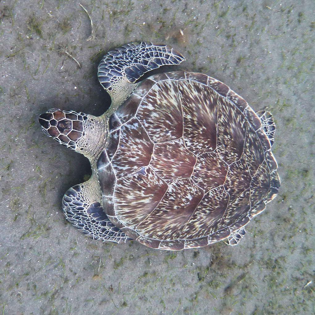 Tortues vertes Tortues vertes