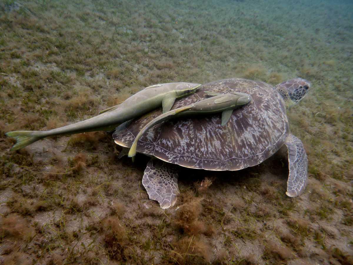 Tortues vertes Tortues vertes