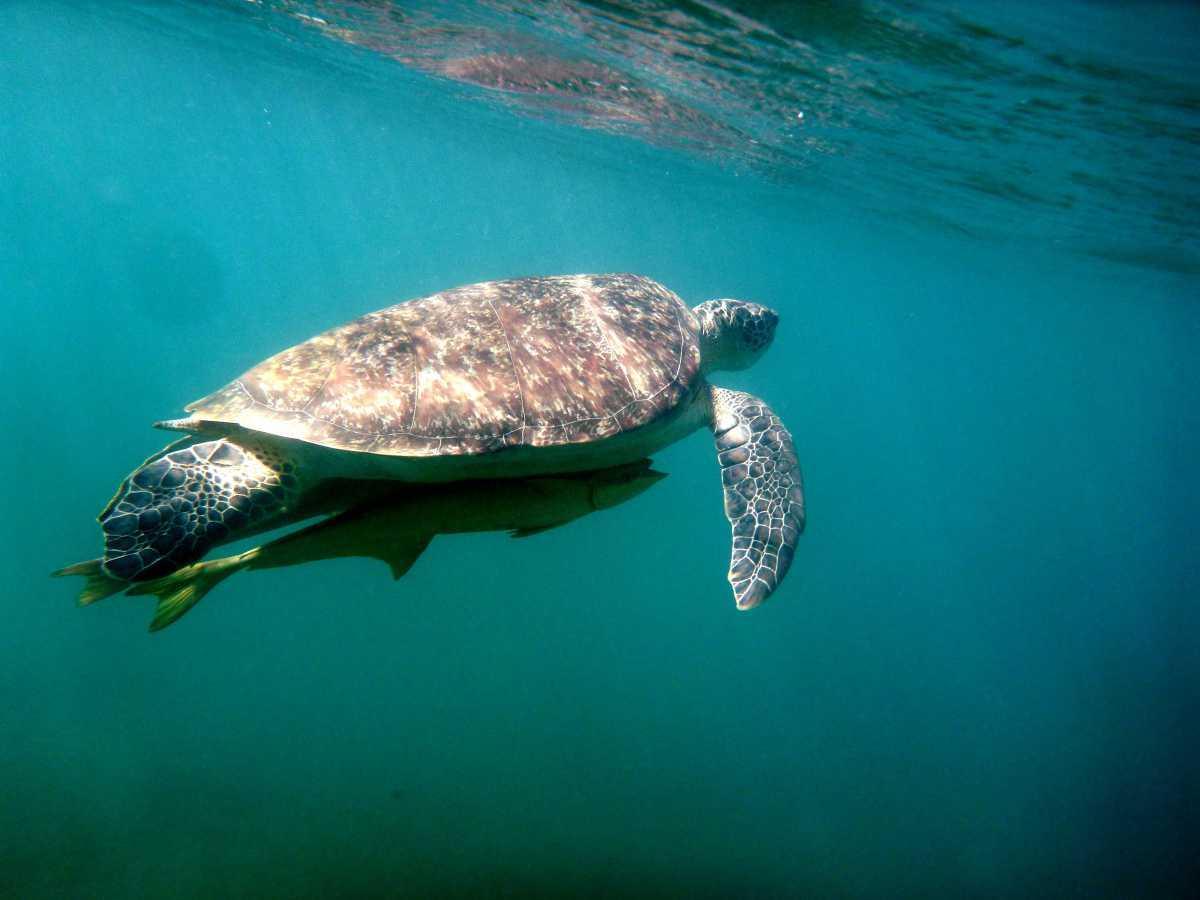 Tortues vertes