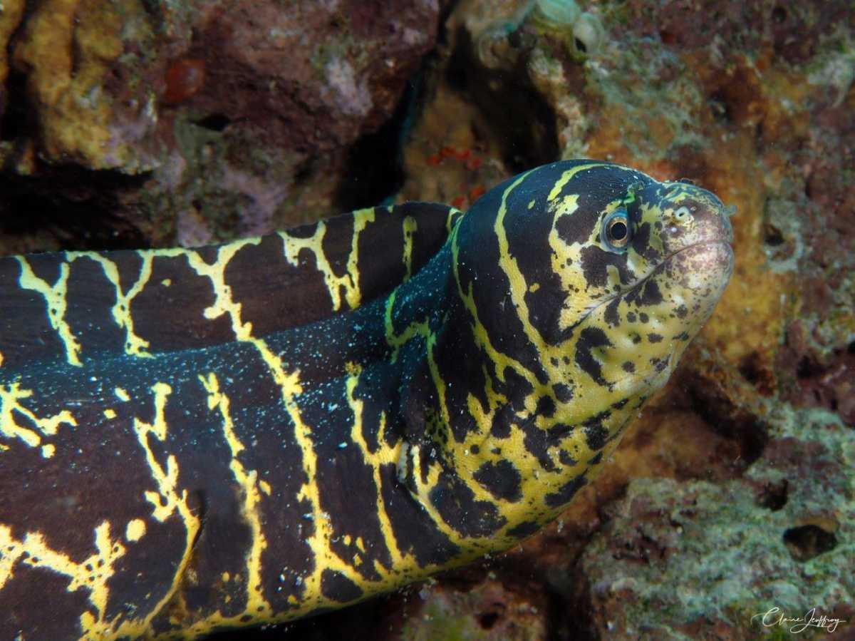Murènes