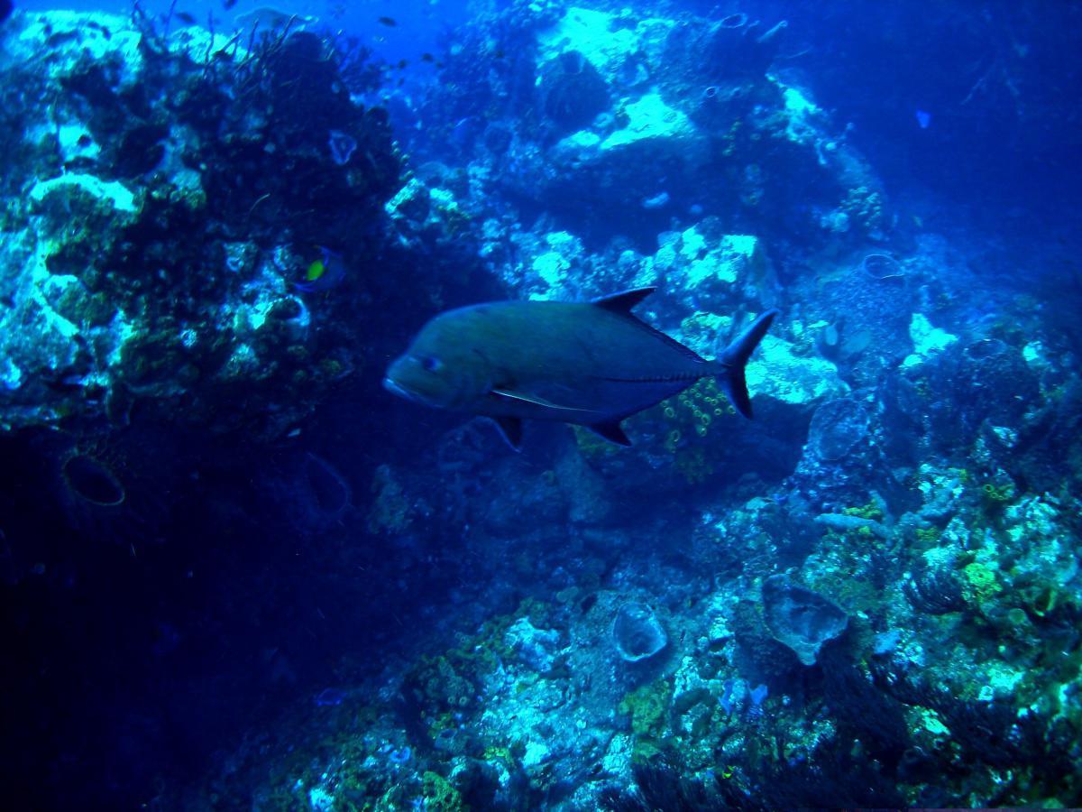 Carangues