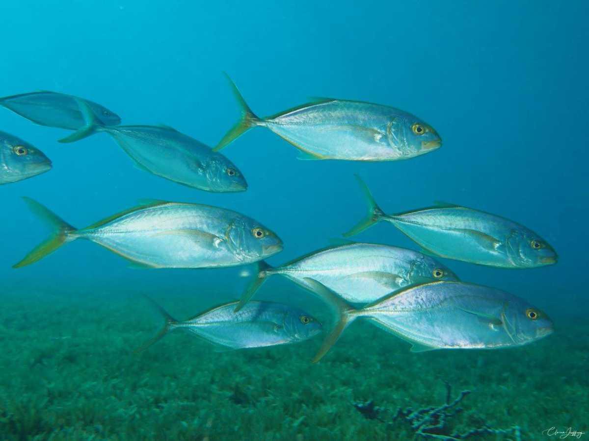Carangues