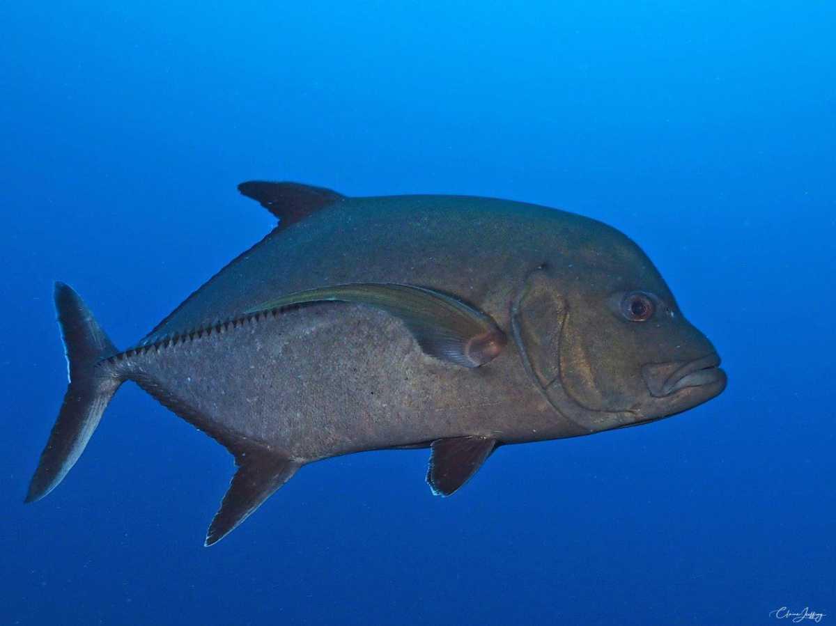 Carangues Carangues