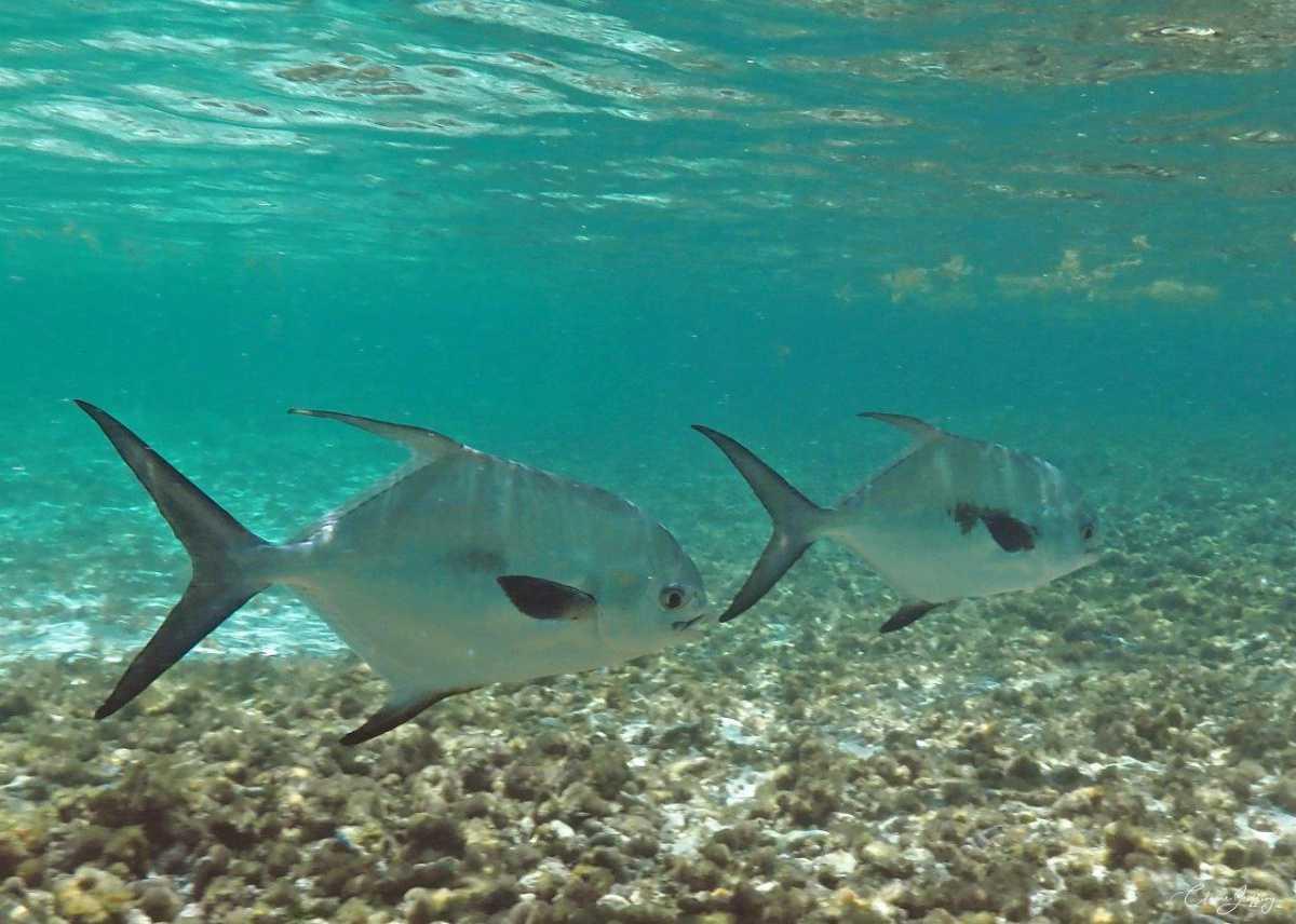 Carangues Carangues
