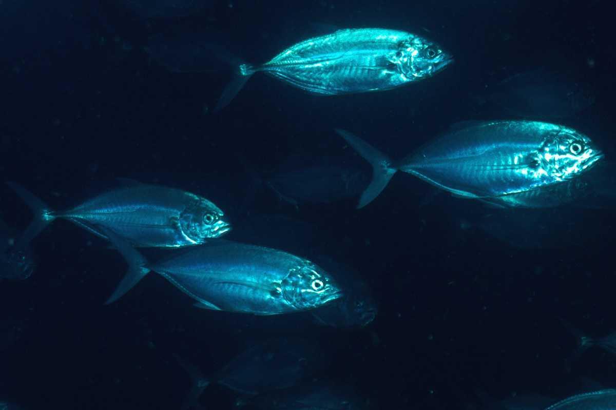 Carangues Carangues