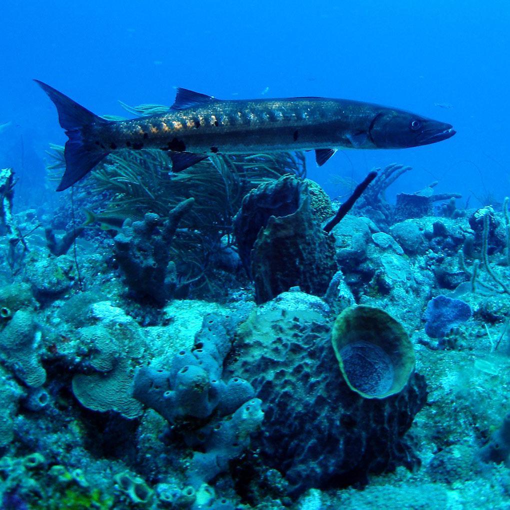 Barracudas