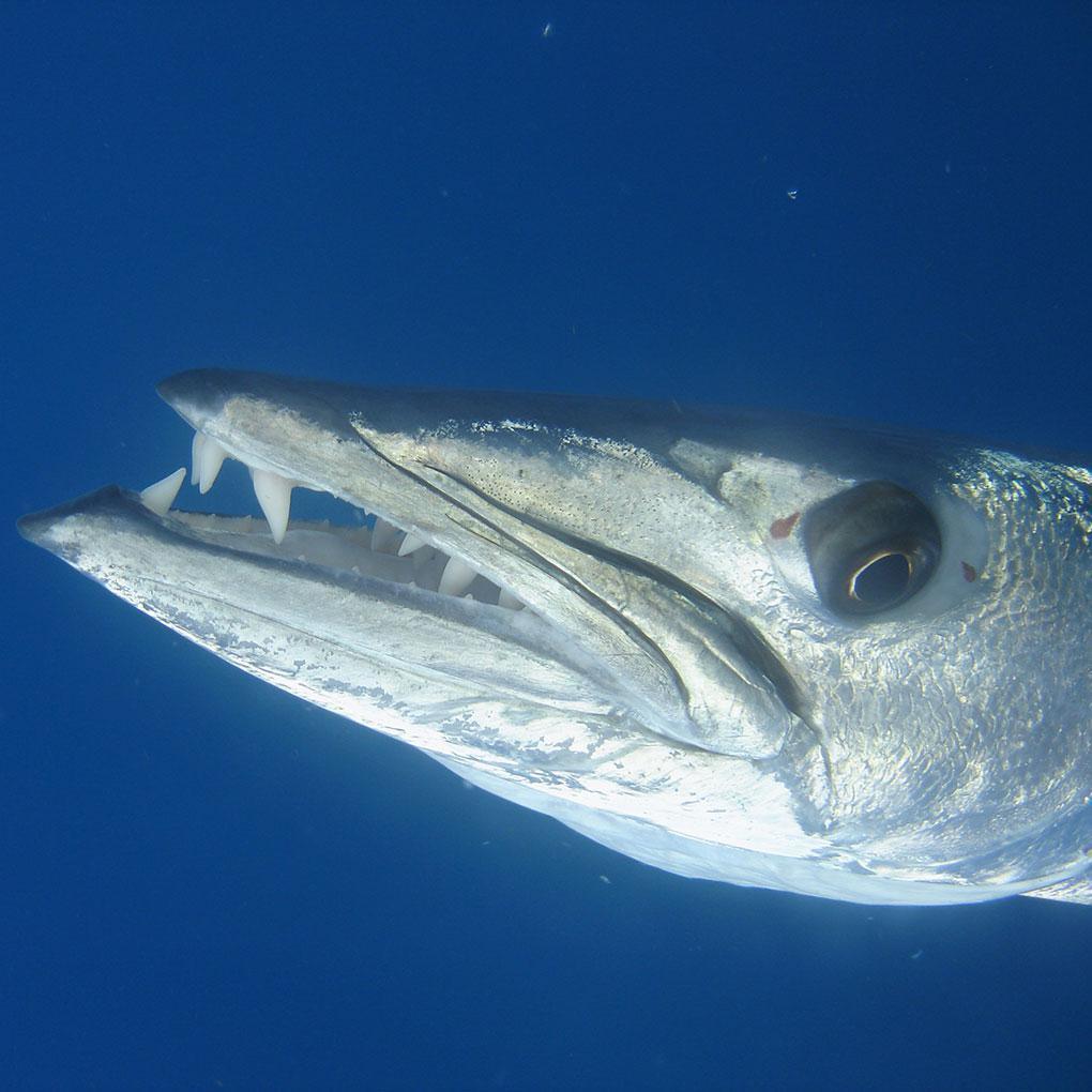 Barracudas