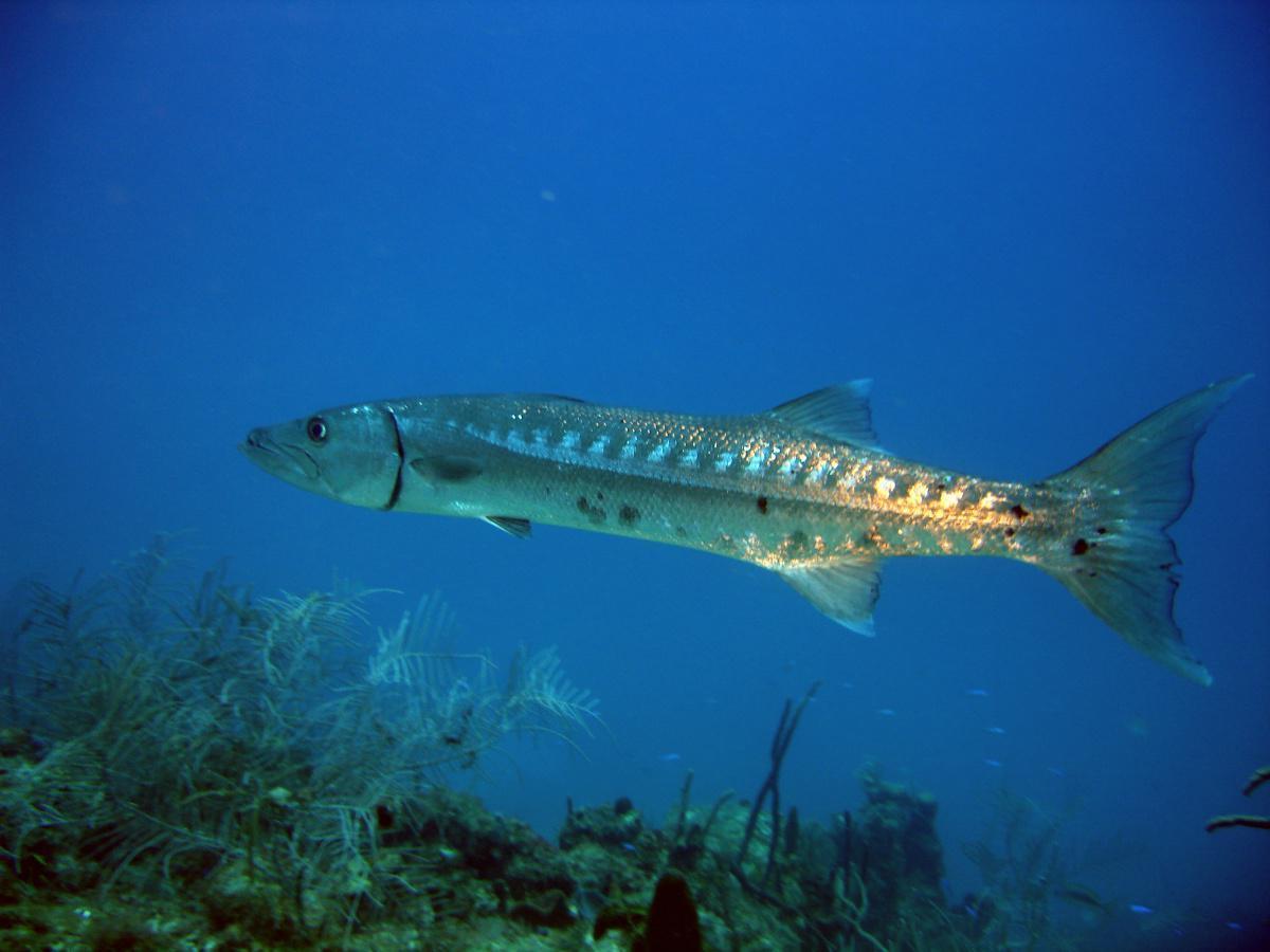 Barracudas