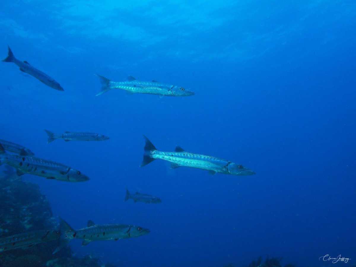 Barracudas