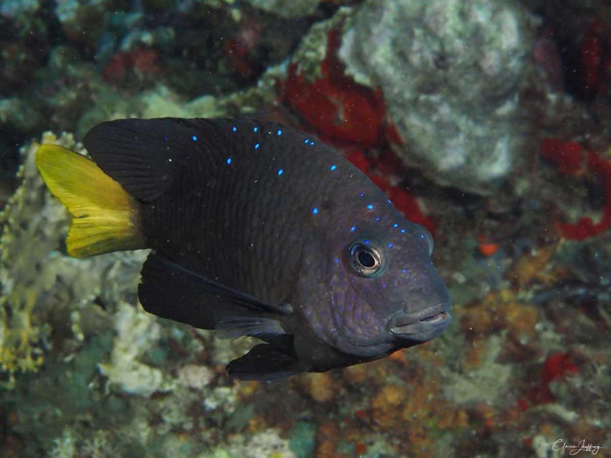 Poissons demoiselles Poissons demoiselles