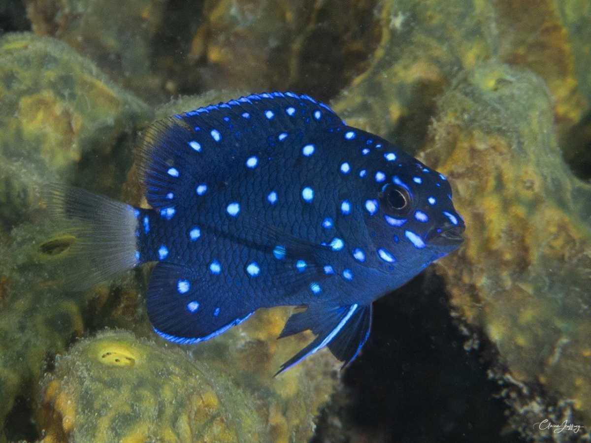 Poissons demoiselles