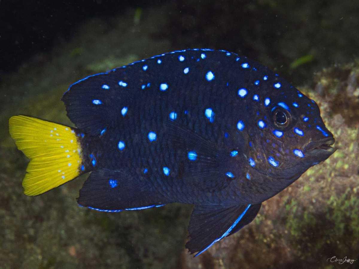 Poissons demoiselles Poissons demoiselles