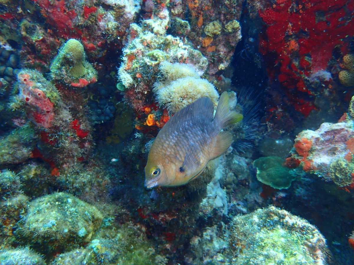 Poissons demoiselles Poissons demoiselles