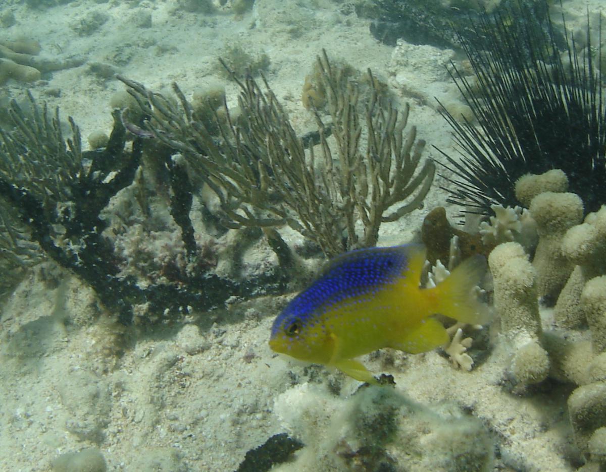 Poissons demoiselles Poissons demoiselles