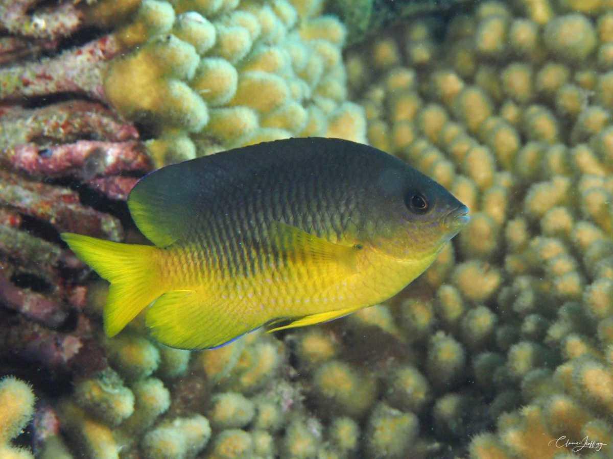 Poissons demoiselles Poissons demoiselles
