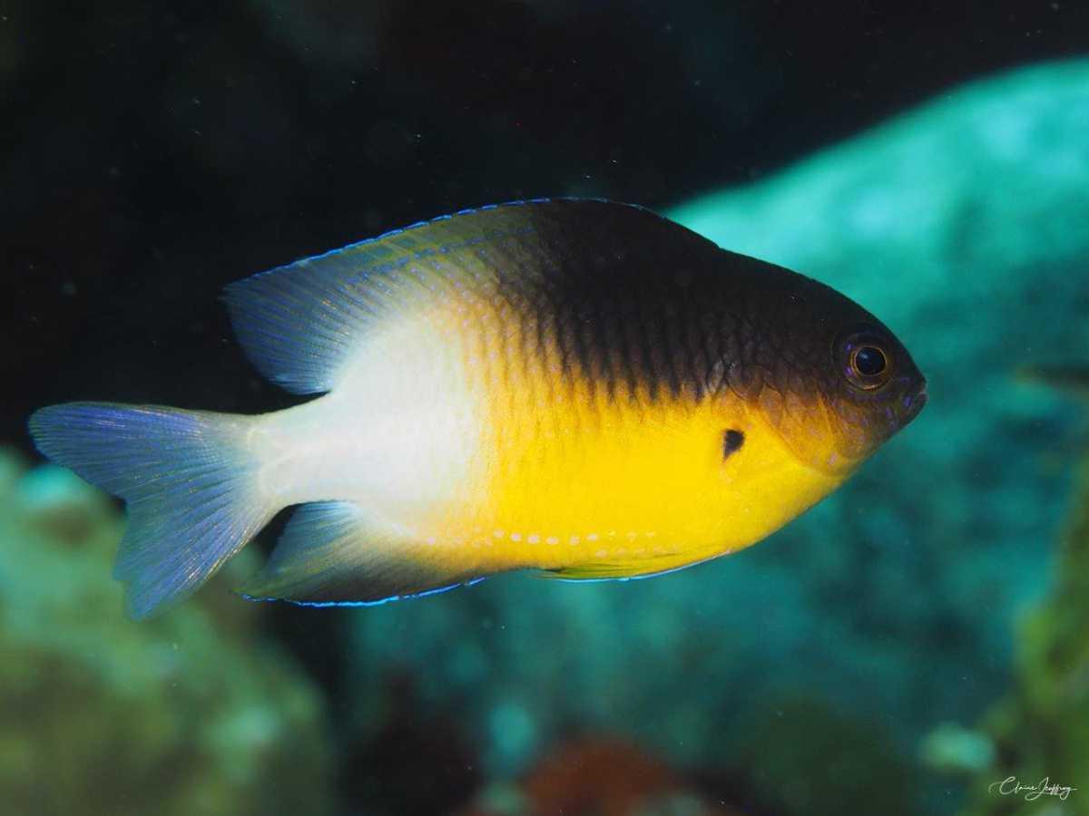 Poissons demoiselles Poissons demoiselles