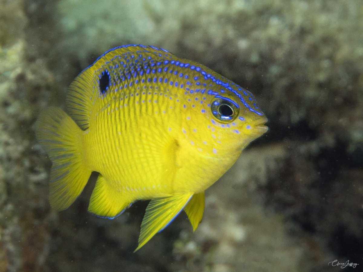 Poissons demoiselles Poissons demoiselles
