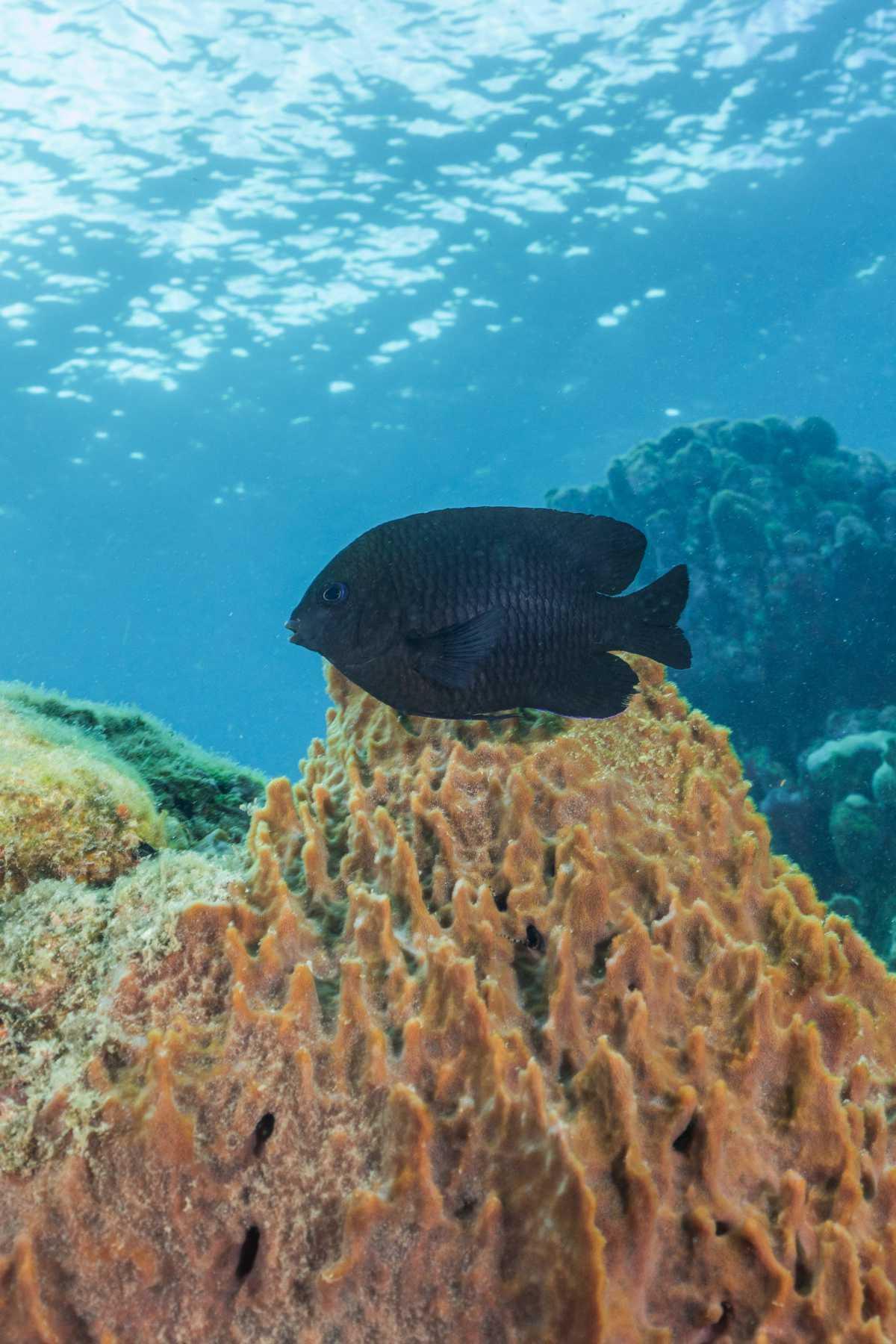 Poissons demoiselles Poissons demoiselles