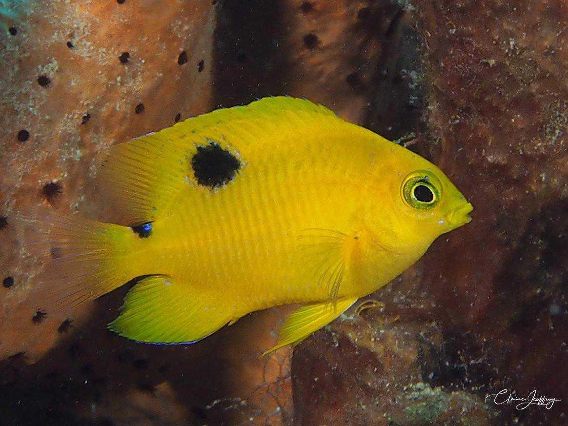 Poissons demoiselles