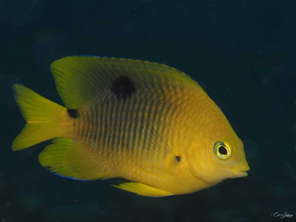 Poissons demoiselles Poissons demoiselles