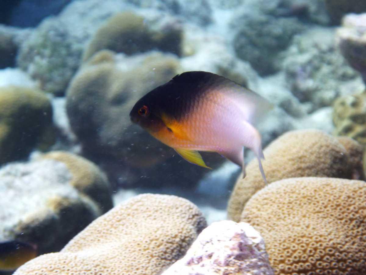 Poissons demoiselles