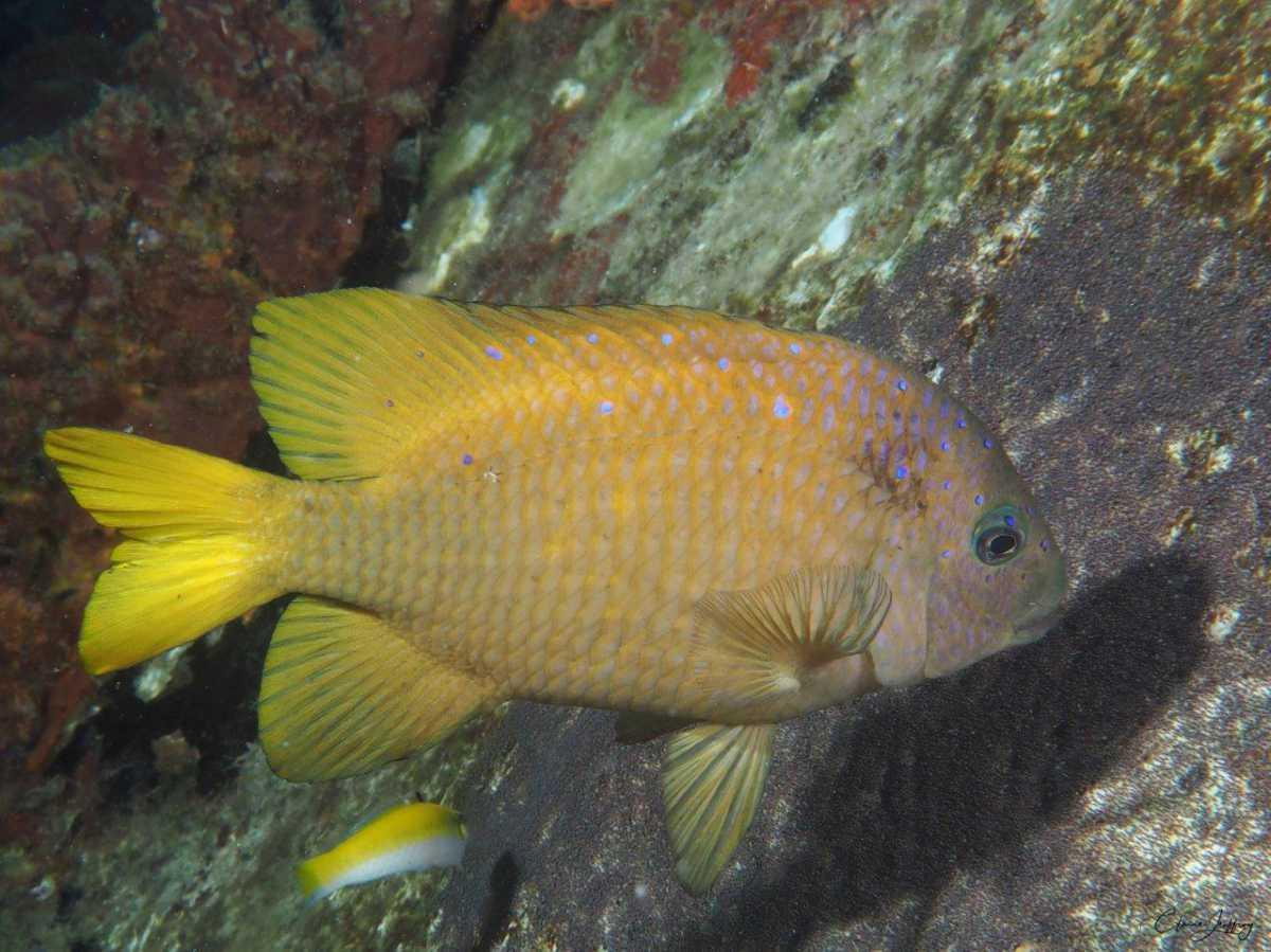Poissons demoiselles