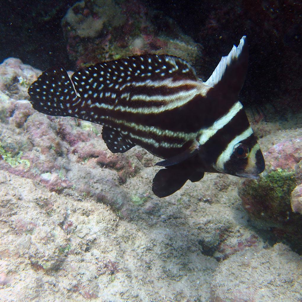 Poissons Chevalier et Dragonnet Poissons Chevalier et Dragonnet