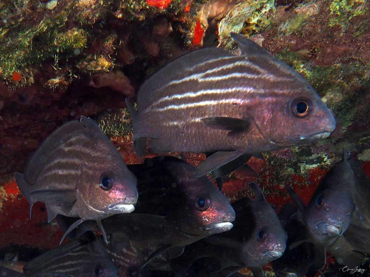 Poissons Chevalier et Dragonnet 