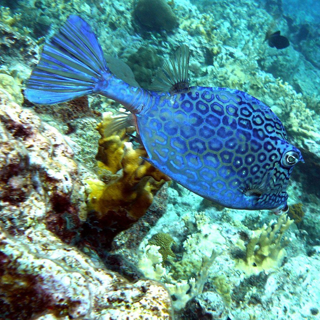 Poissons Coffres