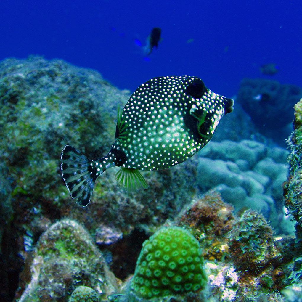 Poissons Coffres Poissons Coffres