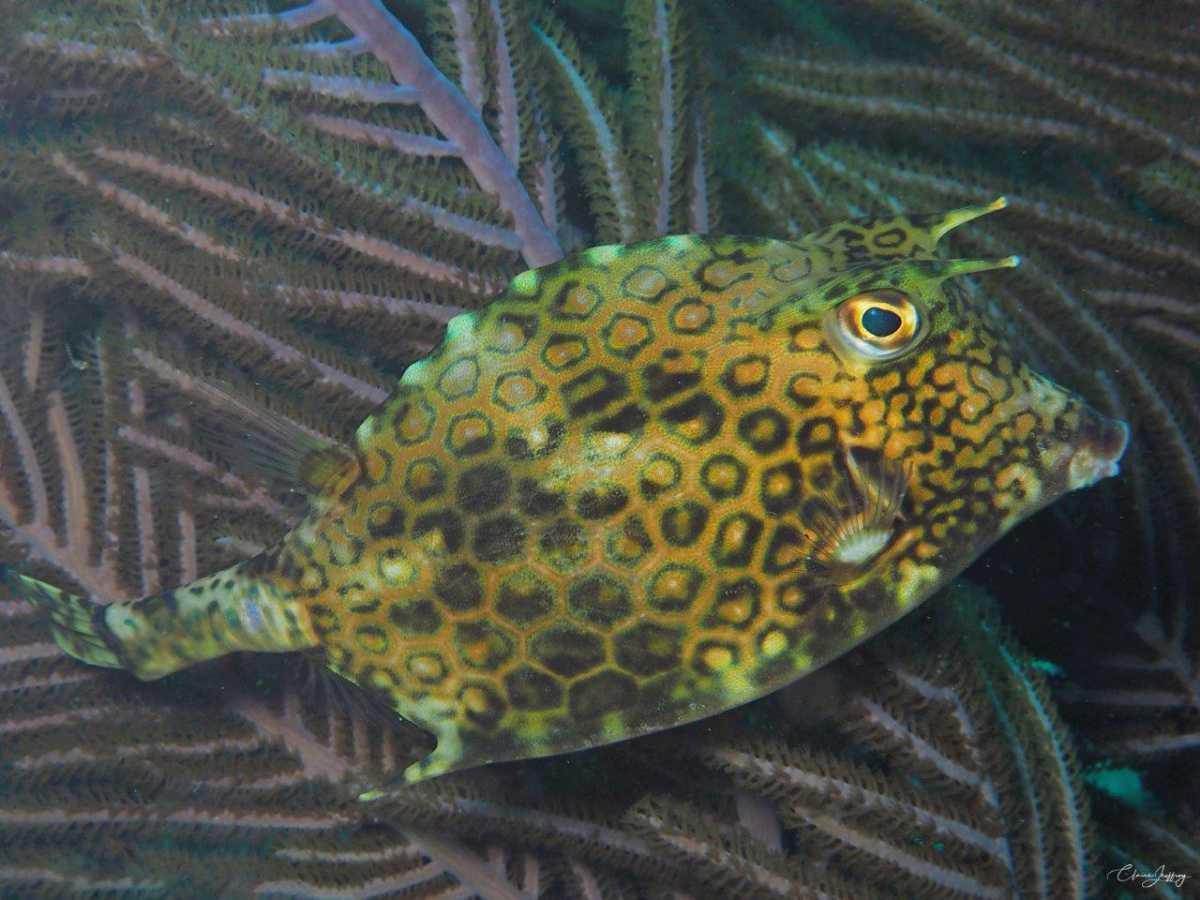 Poissons Coffres