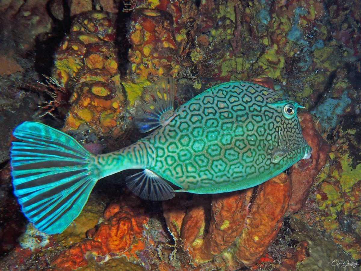 Poissons Coffres Poissons Coffres