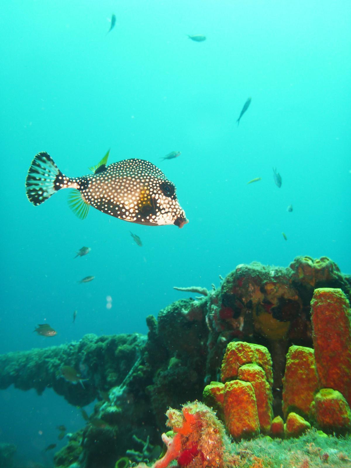 Poissons Coffres