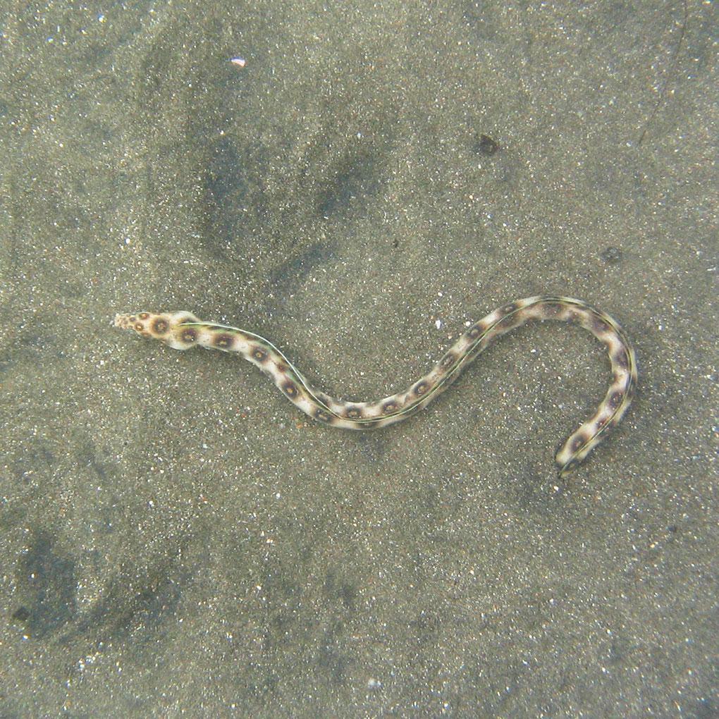Serpentines