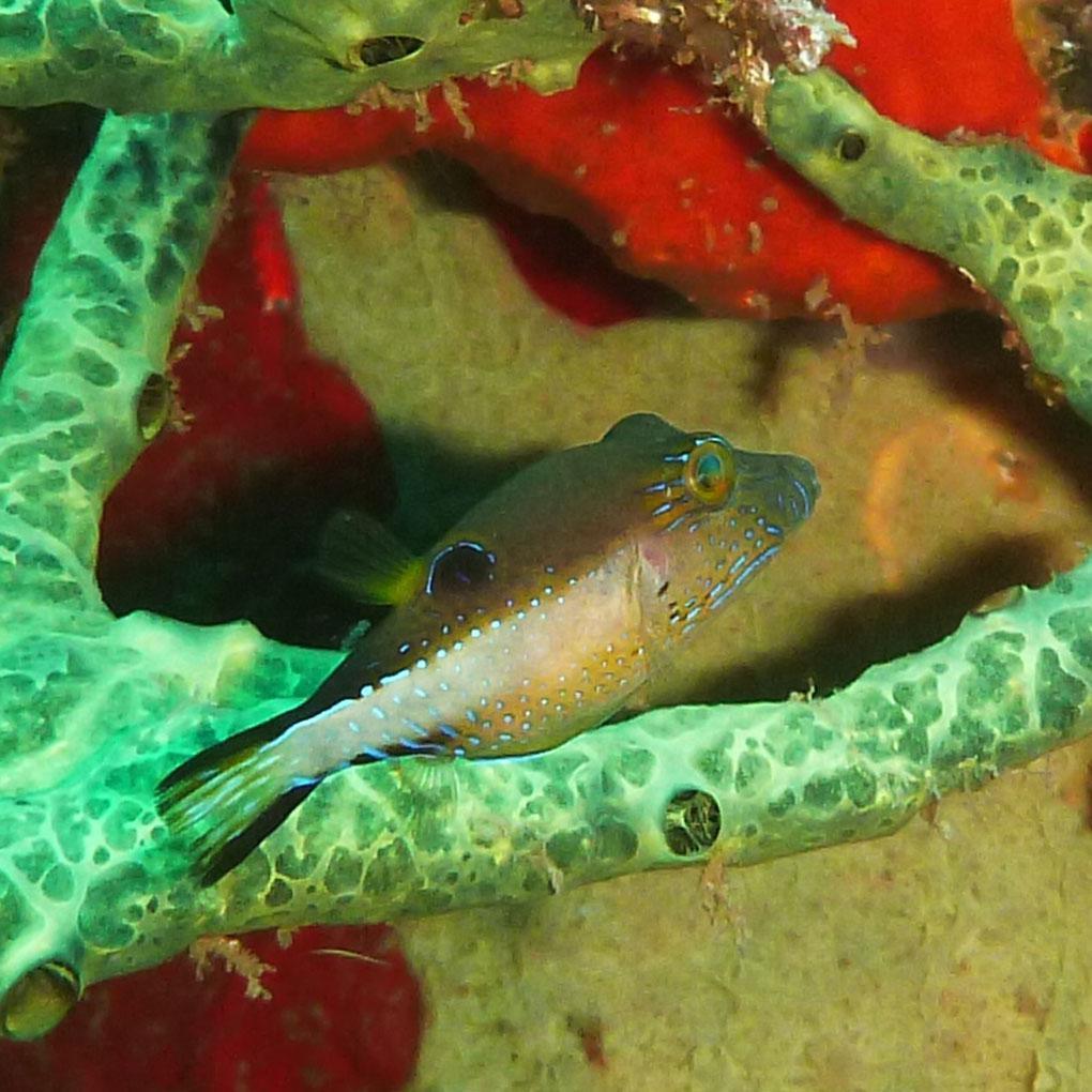 Tétrodons
