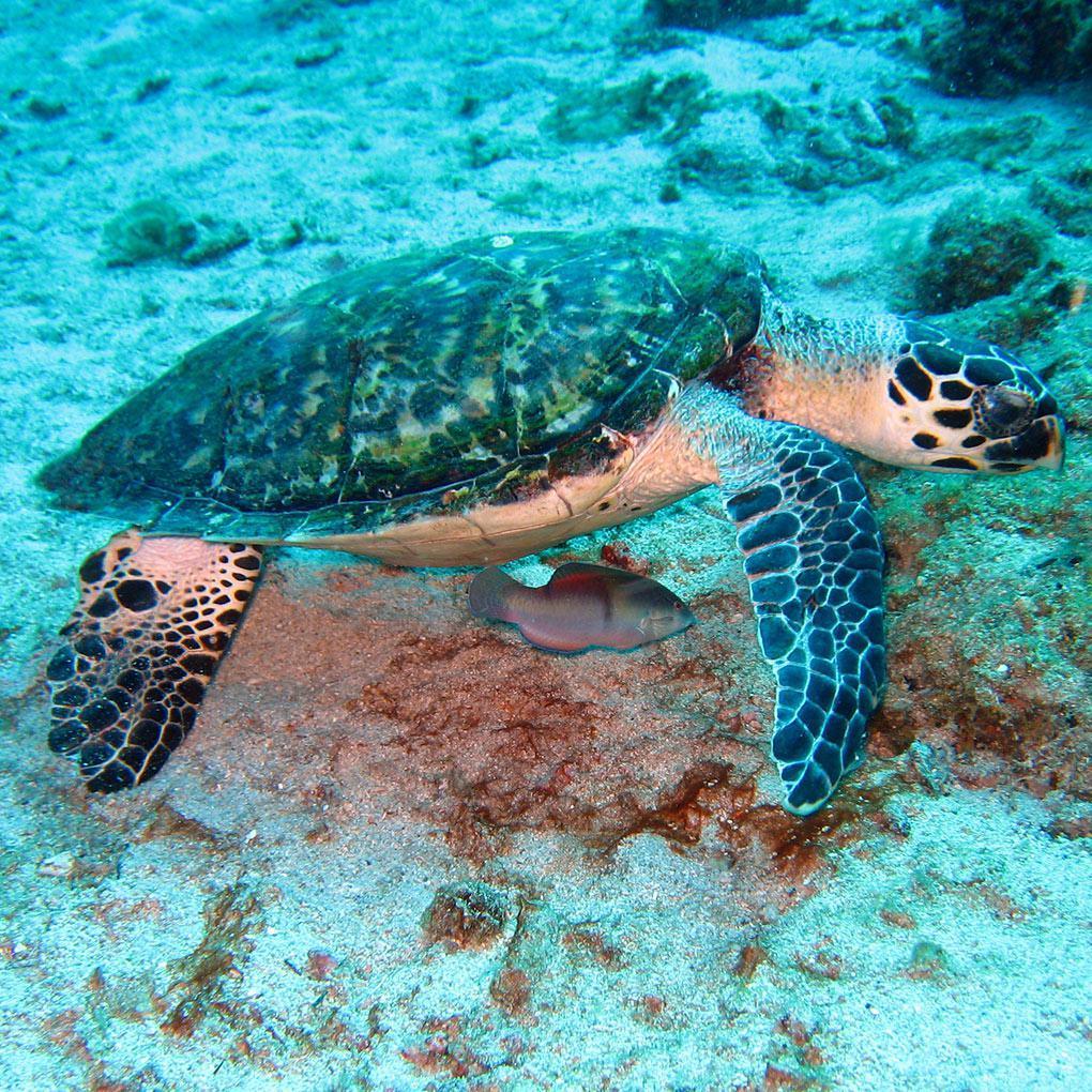 Tortues imbriquées