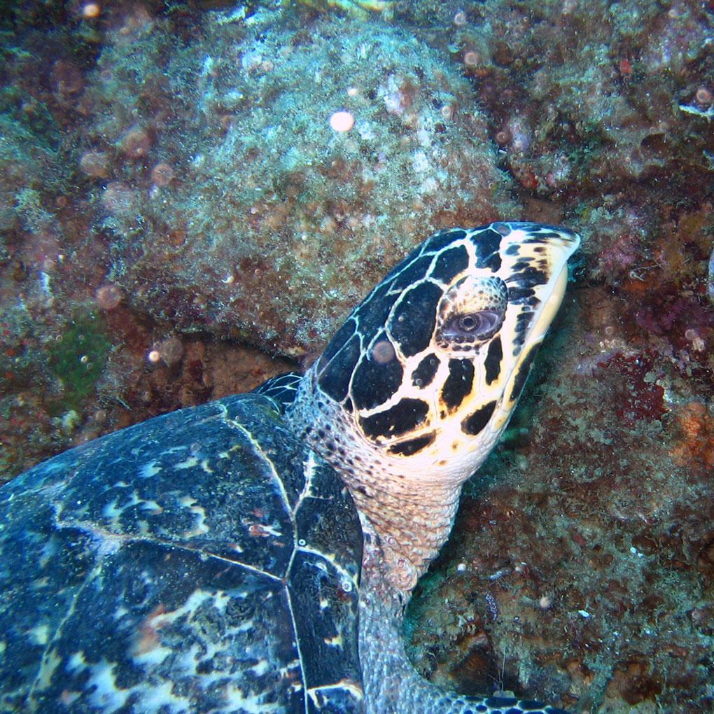Tortues imbriquées Tortues imbriquées
