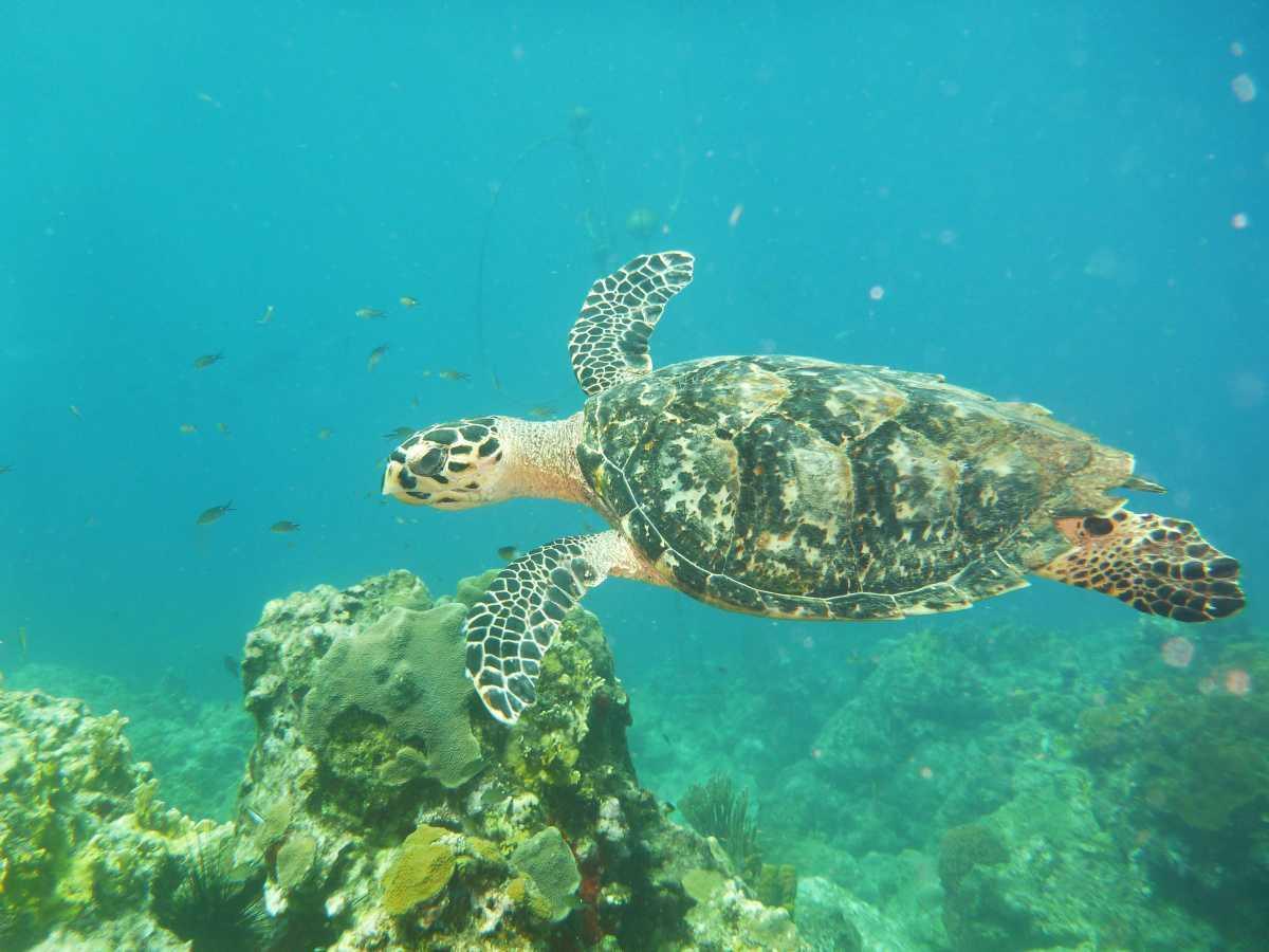 Tortues imbriquées Tortues imbriquées